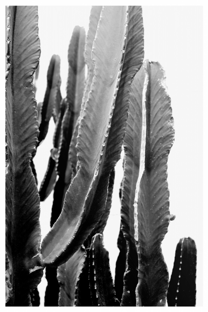 BOHO Cactus de THE MIUUS STUDIO