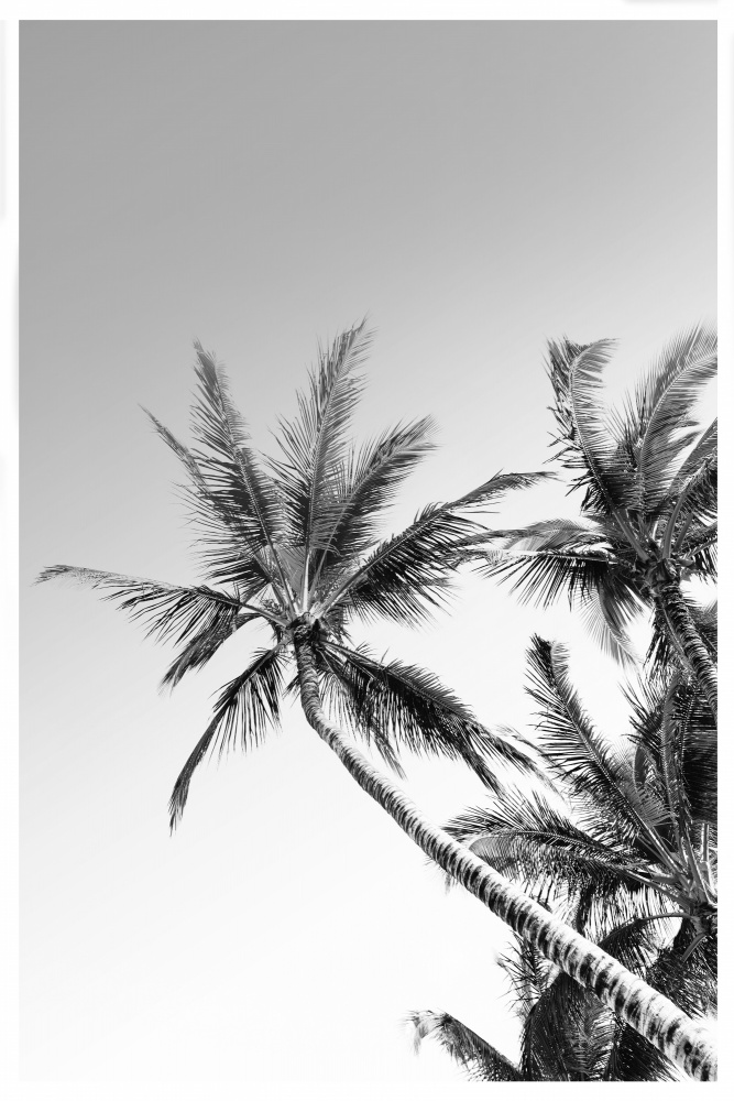 Palms Black and White Photography de THE MIUUS STUDIO