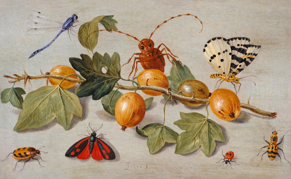Still life of branch of gooseberries, with a butterfly, moth, damsel fly and other insects (oil on c de the Elder Kessel Jan van