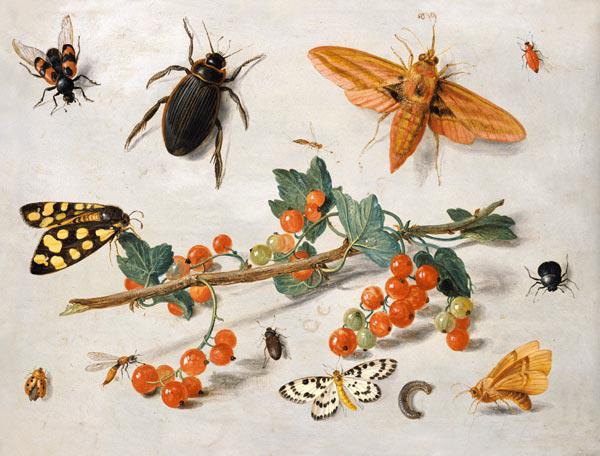 A sprig of redcurrants with an elephant hawk moth, a magpie moth and other insects, 1657 (oil on cop