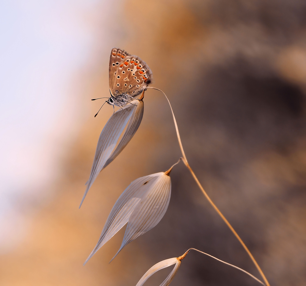The lightness of the butterfly... de Thierry Dufour