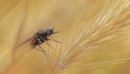 In the ears of wheat...