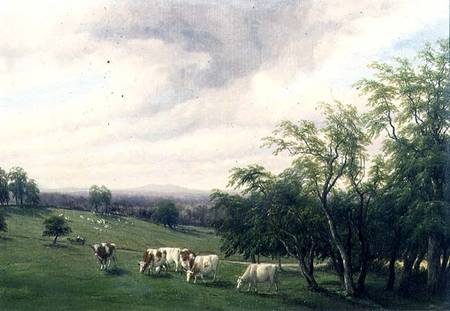 Cattle Grazing in Parkland de Thomas Baker