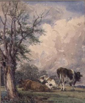 A Study of Cattle
