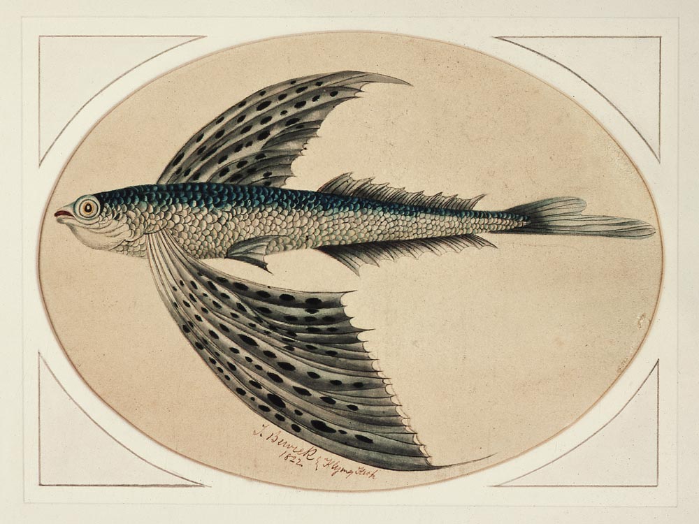 A Flying Fish de Thomas Bewick