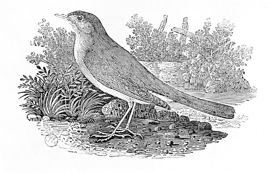 The Nightingale (Luscinia megarhynchos) from the ''History of British Birds'' Volume I, pub. 1797 de Thomas Bewick