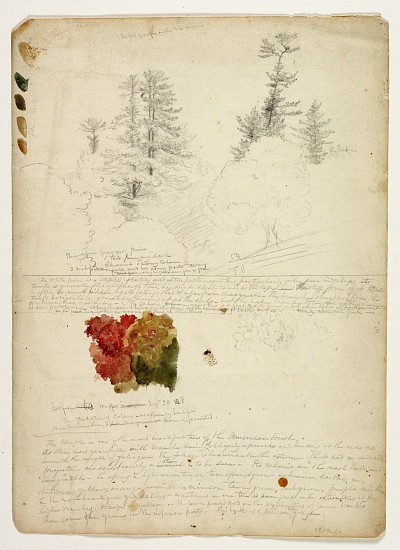 Beautiful Groups of Pines; Tints from Maples, New Hampshire, September 30th de Thomas Cole