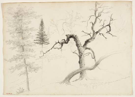 Maple, Balsam Fir, Pine, Shaggy Yellow Birch, White Birch de Thomas Cole
