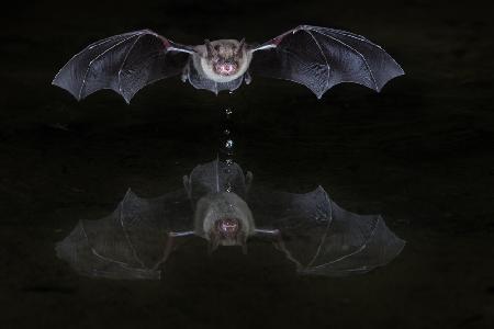 thirsty bat
