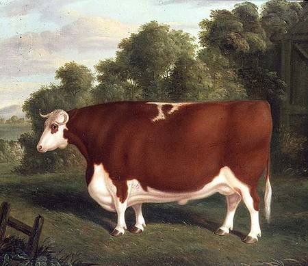 Ox de Thomas Roebuck
