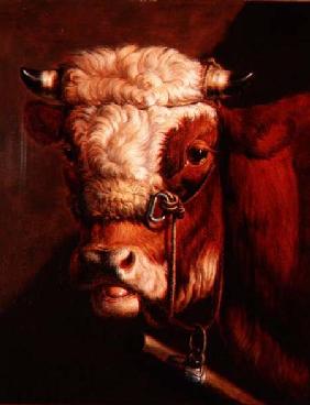 Portrait of a Bull's Head