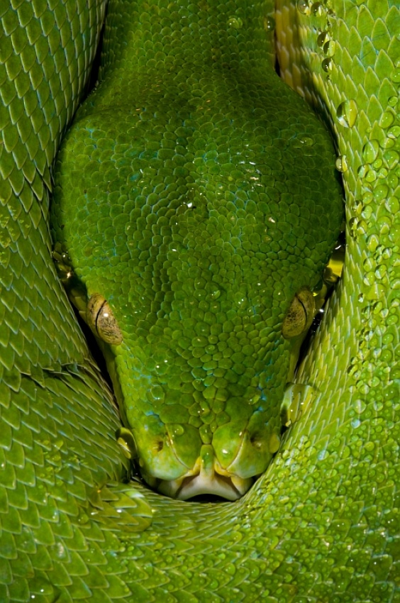 Morelia viridis - Green Tree Python de Thor Hakonsen