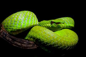 Trimeresurus popeiorum - Popes Pit Viper