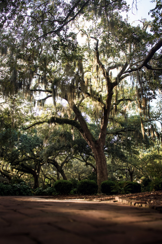Oaks in Savannah de Tim Mossholder