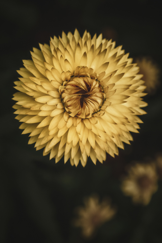 Yellow Floral Texture de Tim Mossholder