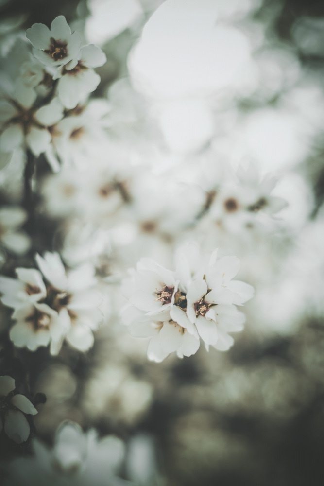 Almond Blossoms de Tim Mossholder