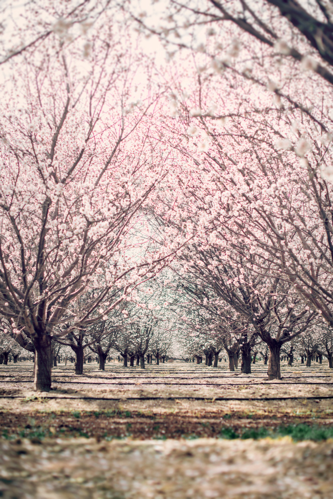 Almond Orchard de Tim Mossholder