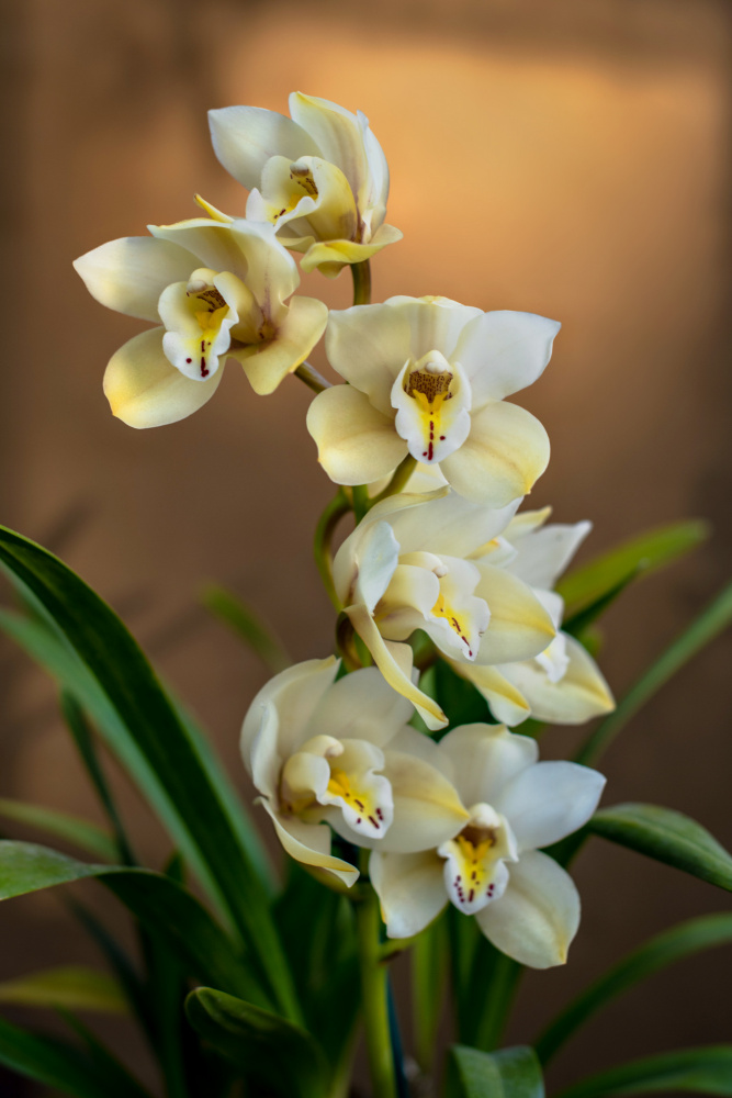 Orchids de Tim Mossholder