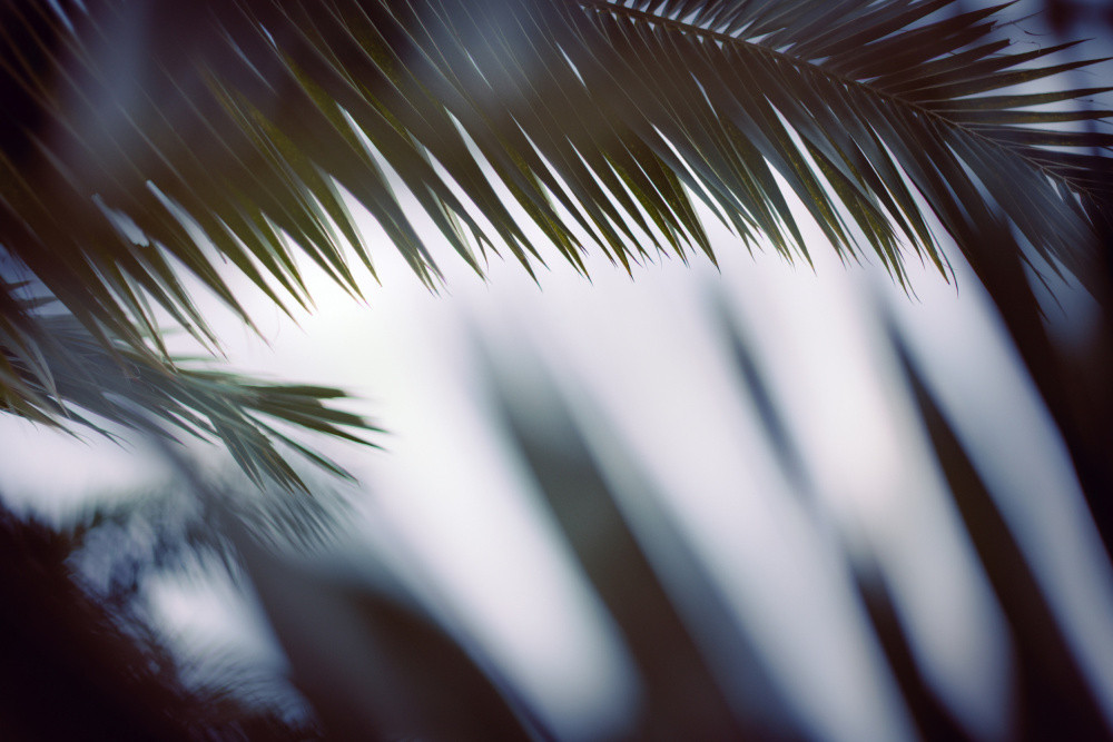 Palm Branches de Tim Mossholder