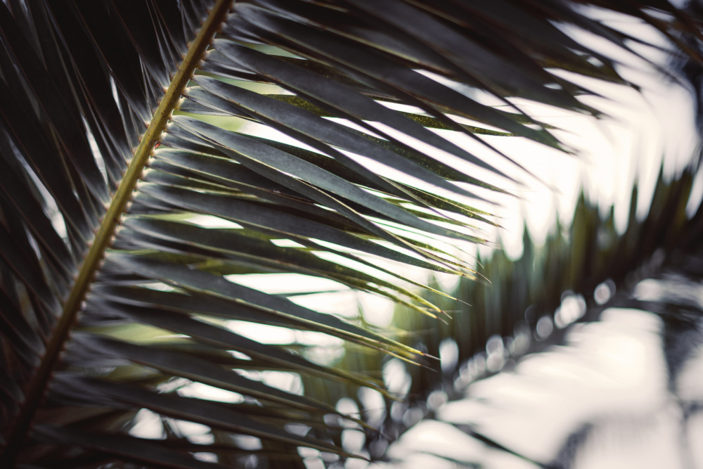 Palm Branches de Tim Mossholder