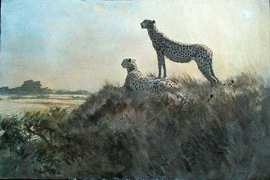 Cheetah, Serengeti (oil on board)  de Tim  Scott Bolton