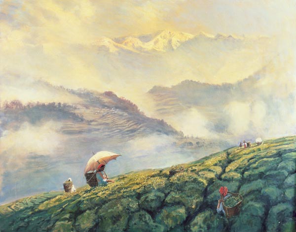 Tea Picking, Darjeeling, India, 1999 (oil on canvas)  de Tim  Scott Bolton