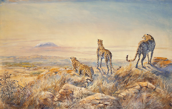 Cheetah with Kilimanjaro in the background, 1991 (w/c)  de Tim  Scott Bolton