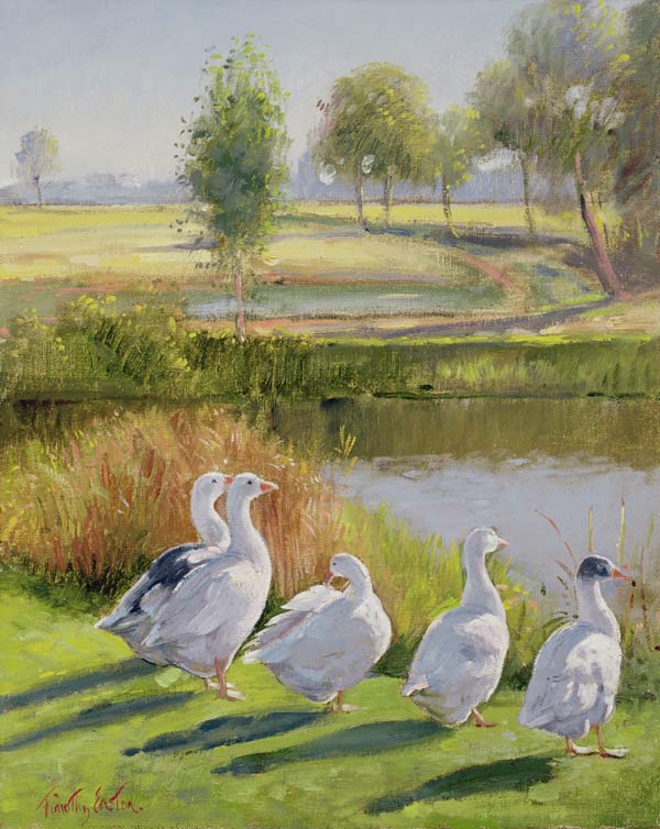 Gooseguard (oil on canvas)  de Timothy  Easton