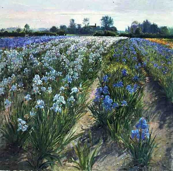 Blue and White Irises, Wortham (oil on canvas)  de Timothy  Easton