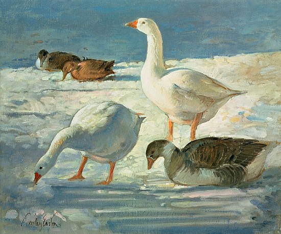 Geese and Mallards, 2000 (oil on canvas)  de Timothy  Easton