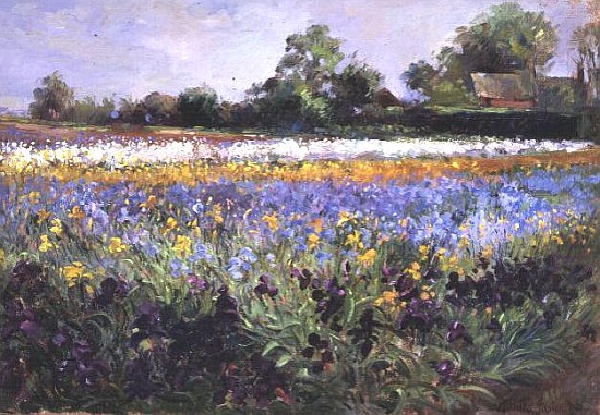 Iris Field and Two Cottages  de Timothy  Easton