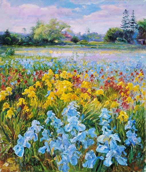 Irises, Willow and Fir Tree, 1993 (oil on canvas)  de Timothy  Easton
