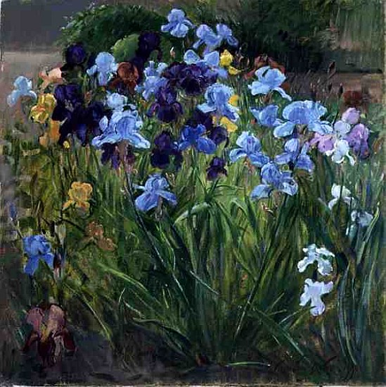 The Iris Bed, Bedfield, 1996 (oil on canvas)  de Timothy  Easton