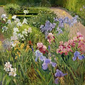 Irises at Bedfield (oil on canvas) 