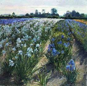 Blue and White Irises, Wortham (oil on canvas) 