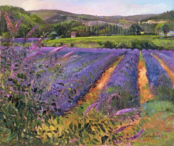Buddleia and Lavender Field, Montclus, 1993 (oil on canvas) 