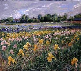 Cottages and Iris Field (oil on canvas) 