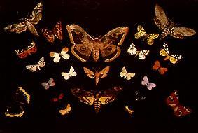 The butterflies de Tivadar Csontváry-Kosztka