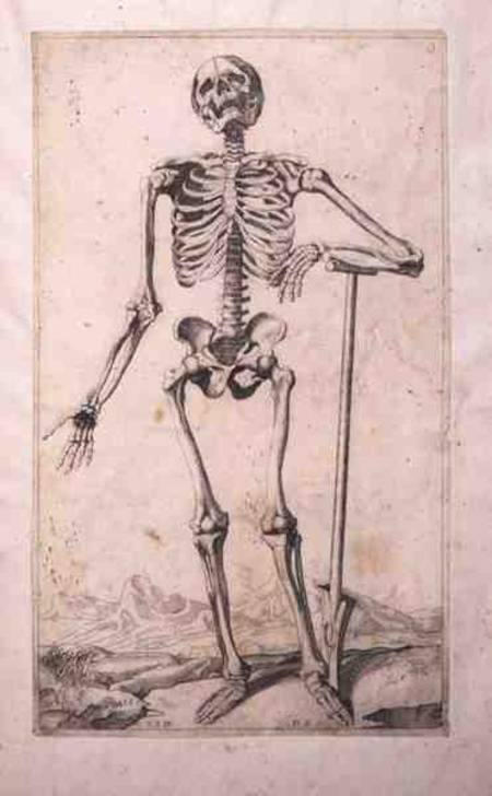 Anatomical study de Tiziano Vecellio