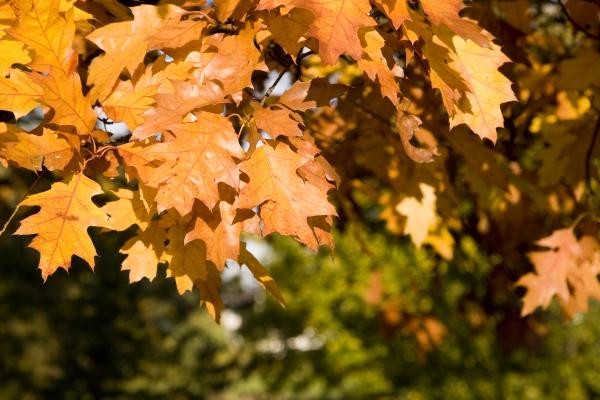 Eichenbaum mit bunten Blättern im Herbst de Tobias Ott