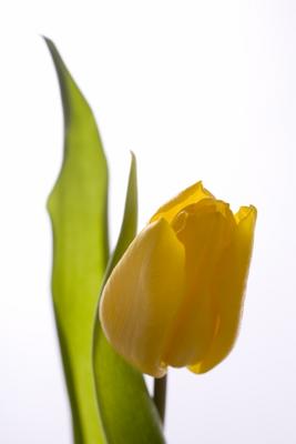 gelbe Tulpe de Tobias Ott