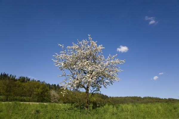 blühender Obstbaum de Tobias Ott