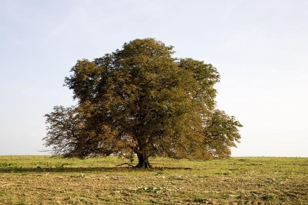 alter Kastanienbaum de Tobias Ott