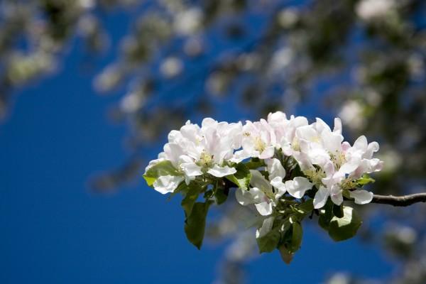 Kirschblüten de Tobias Ott