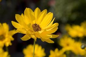 Sonnenauge - Heliopsis scabra