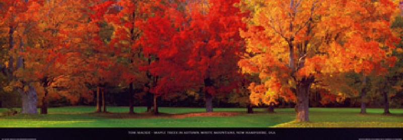 Maple Trees in Autumn de Tom Mackie