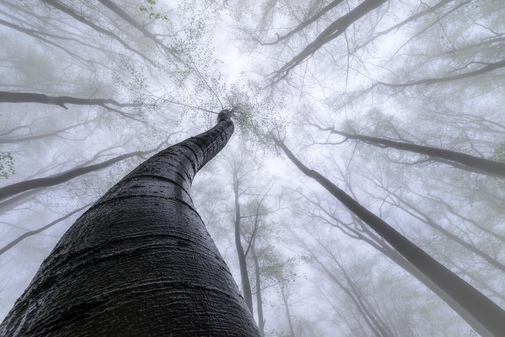 Beech forest de Tom Pavlasek