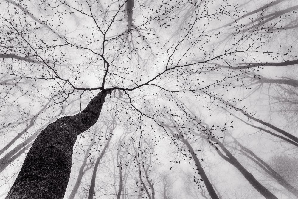 A view of the tree crown de Tom Pavlasek