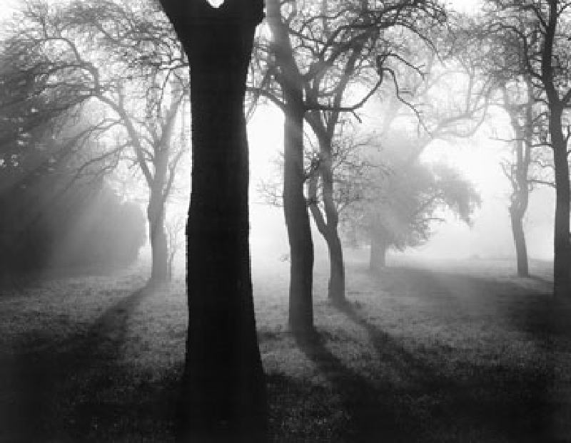Bäume im Nebel I de Tom Weber