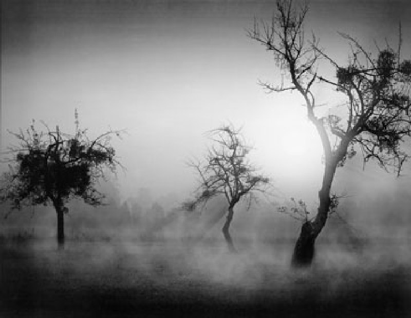 Bäume im Nebel II de Tom Weber